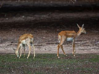 Naklejka na ściany i meble Group of a beautiful young sand gazelles (Gazella Marica) in the park, Arabian Peninsula.