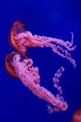 jellyfish in the sea