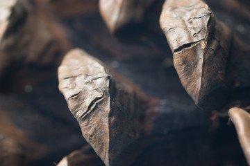 Pine cone macro photo background