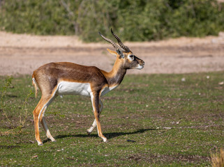 Group of a beautiful young sand gazelles (Gazella Marica) in the park, Arabian Peninsula.