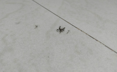 ants on the ground
