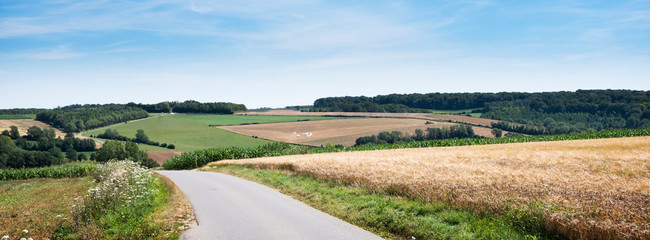 cornfields and meadows under blue sky in french pas de calais near boulogne