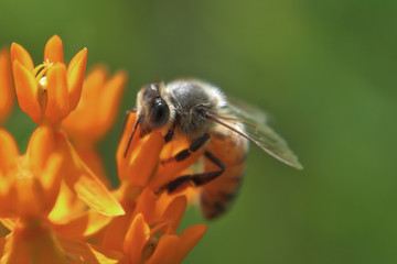 Honeybee