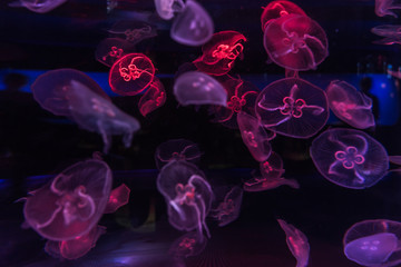 jellyfish in the sea