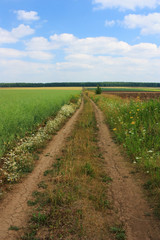 Country road in a green field