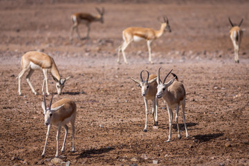 Naklejka na ściany i meble Group of a beautiful young sand gazelles (Gazella Marica) in the park, Arabian Peninsula.