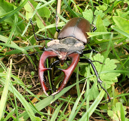 Male stag beetle with long and sharp jaws in wild forest
