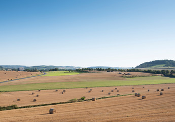 Obraz premium landscape with cornfields and meadows in regional parc de caps et marais d'opale in the north of france