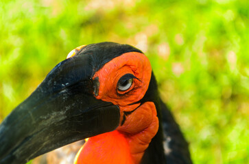 The southern ground hornbill. The southern ground hornbill is characterized by black coloration and vivid red patches of bare skin on the face 
