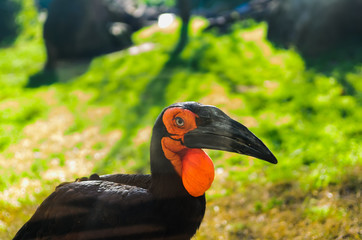 The southern ground hornbill. The southern ground hornbill is characterized by black coloration and vivid red patches of bare skin on the face  © Sergey