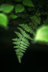 Lush Green Nature Portraits of the Details of a Fern Plant while Hiking Through the Woods