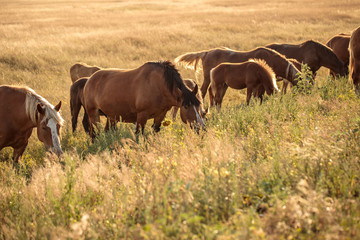 horses graze on a field in the steppe
