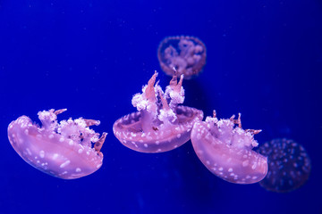 
Giant ocean jellyfish in ultra blue water.