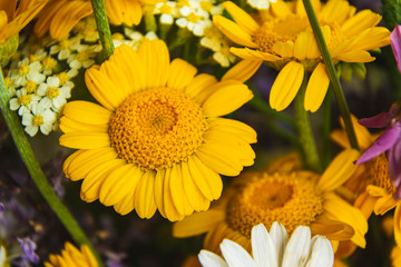 Close up and full frame photo of beutiful field flowers