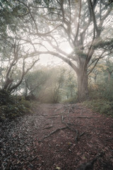 Idless woods near Truro Cornwall England uk during autumn 