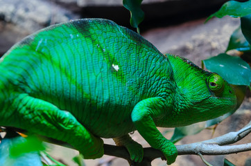 Chameleon camouflaging in green foliage. Colour change in chameleons has functions in camouflage, but most commonly in social signaling and in reactions to temperature and other conditions.