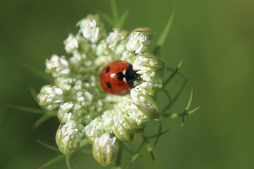 Ladybug