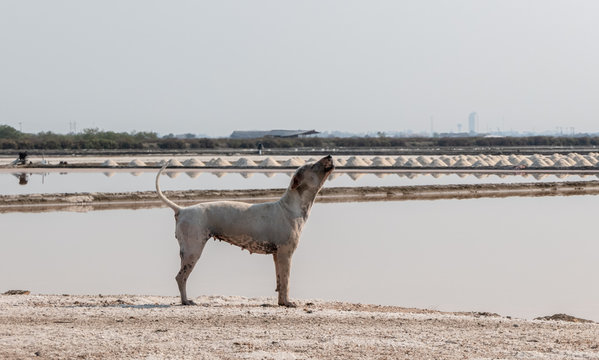 White dog howl in the middle of a salt field - Powered by Adobe