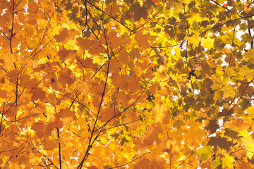 Orange Fall Leaves of Trees in a Forest during an Autumn Hike through the Woods