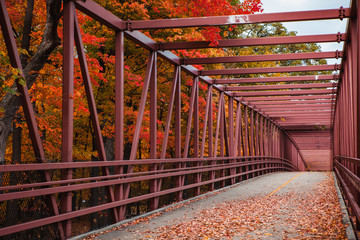 Fall Colors of the Trees on a Bridge in an Autumn Forest