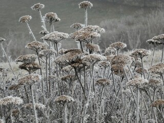 Gefrorene Blumen im Winter