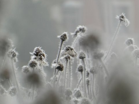 Gefrorene Blumen im Winter