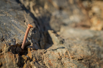 Rusty nail poking out from a rock, left over from highway construction