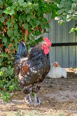 colorful beautiful rooster