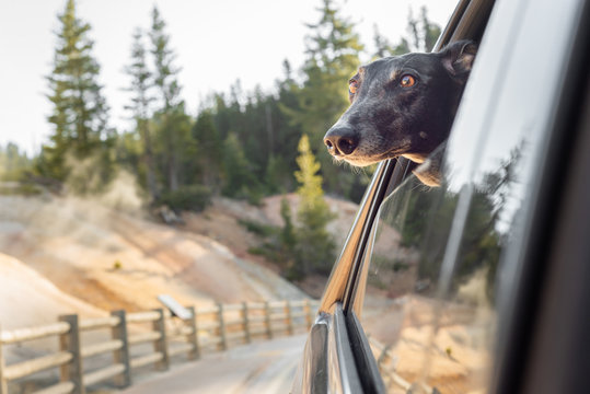 Greyhound pet dog enjoys a road trip with its head out the car window