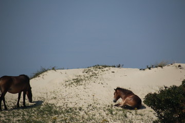 Wildpferde in den D&uuml;nen