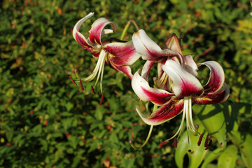 Liliowiec ogrodowy.