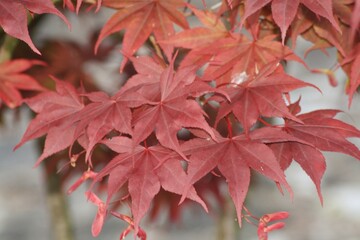 A close up of a leaves
