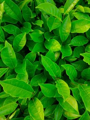 green leaves background