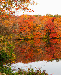 Vertical view of colorful aurumn leaves on trees around a lake
