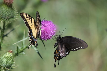 Yellow and black swallowtail butterflies on thistle