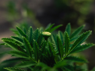 green fern in the garden
