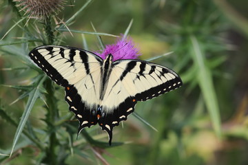 Eastern tiger swallowtail butterfly on thistle flower