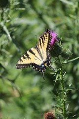 Eastern tiger swallowtail butterfly on thistle flower