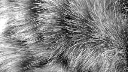 Cat fur abstract background, with texture of Fur pet focus, fashion element design black cat and dark hairs close-up, vintage in pattern concept.