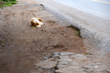 A white-brown dog lying on the side of the road