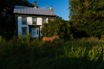 An abandoned, historic house with clapboard siding and tin roof features a fiberglass horse on the overgrown front lawn in upstate New York.
