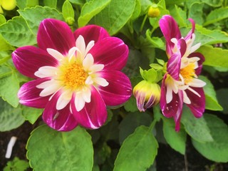 pink lotus flower