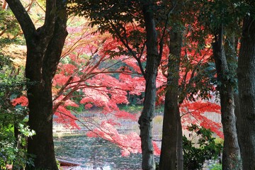 형형색색의 아름다운 가을 단풍