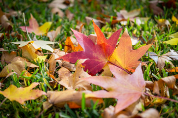 autumn leaves background fall color foliage