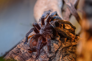 Big spider from the family of tarantulas