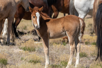 Cute Wild Horse Foal in the Utah Desert
