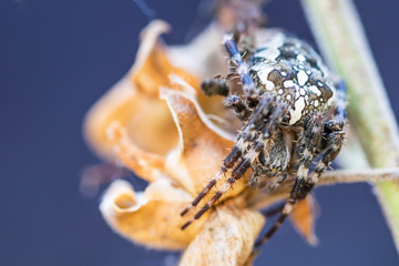 araignée