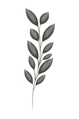 gray leaves painting design of Natural floral nature and plant theme Vector illustration