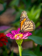Close-up of a Monarch butterfly, Danaus plexippus, on a flower