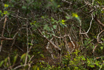 Sri Lanka Leopard - Panthera pardus kotiya, beautiful wild cat from Sri Lankan forests and woodlands, Sri Lanka.